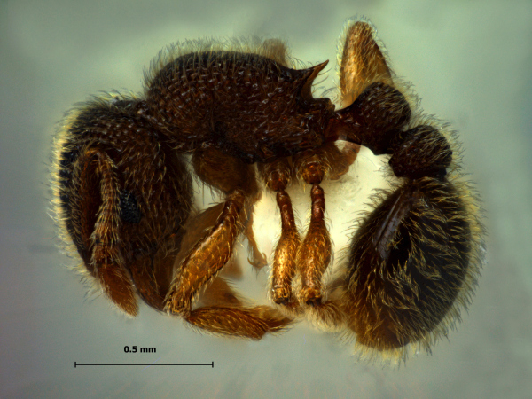 Tetramorium kheperra Bolton, 1976 lateral