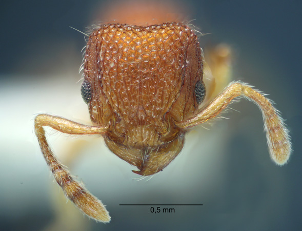 Tetramorium khnum Bolton, 1977 frontal