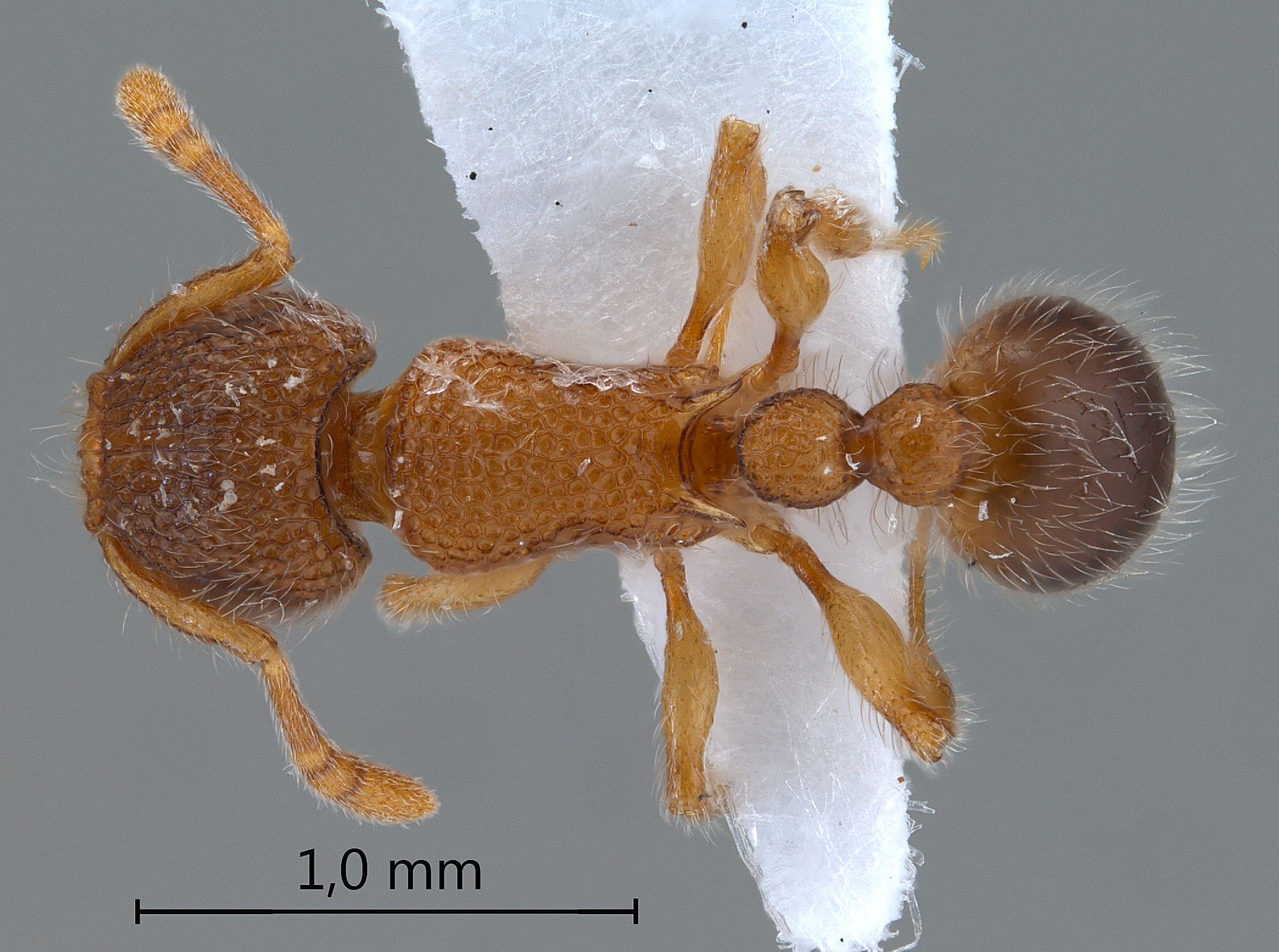 Foto Tetramorium lanuginosum Mayr,1870 dorsal