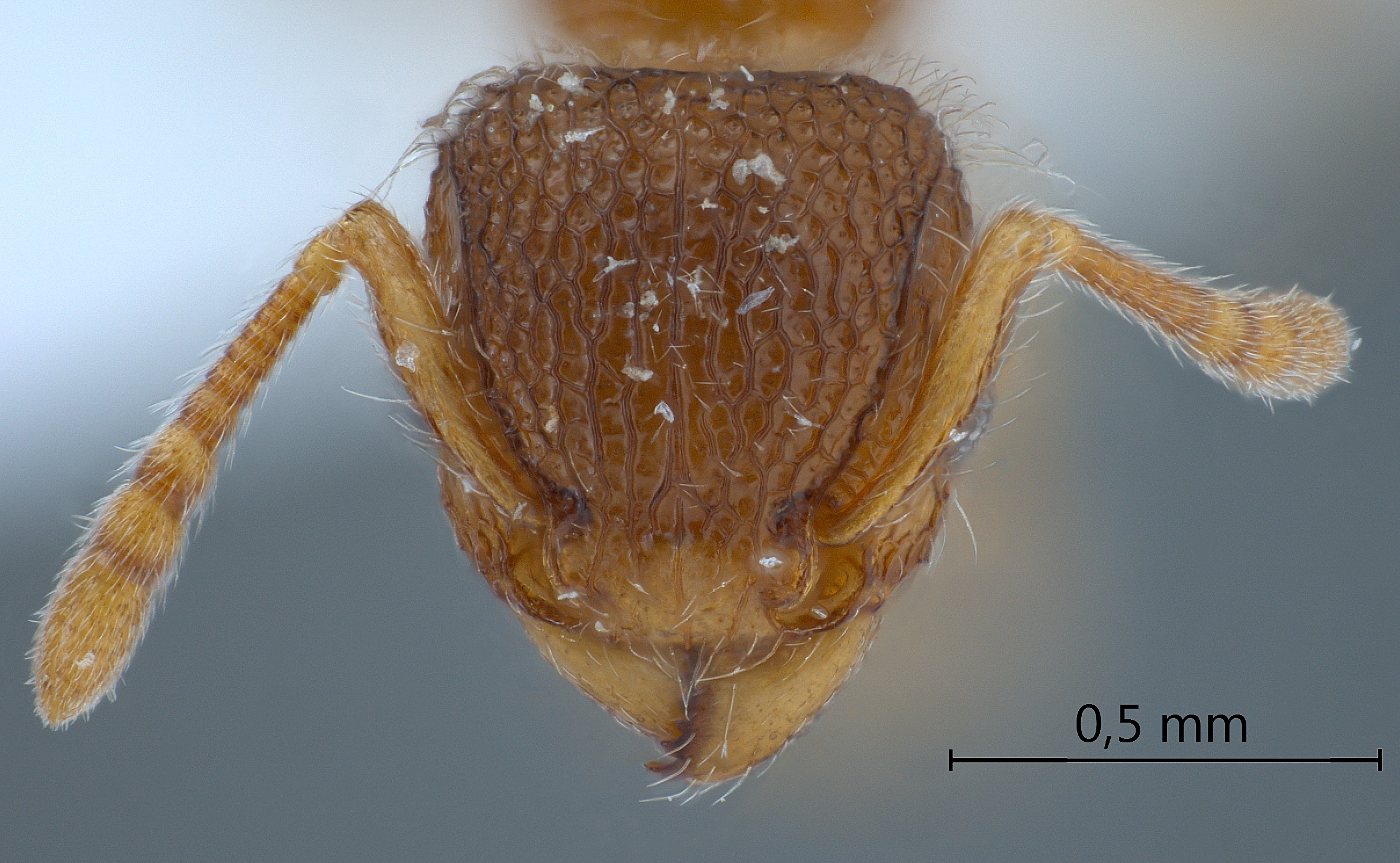 Foto Tetramorium lanuginosum Mayr,1870 frontal