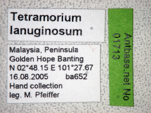 Foto Tetramorium lanuginosum Mayr,1870 Label