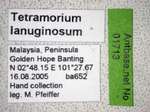 Tetramorium lanuginosum Mayr,1870 Label