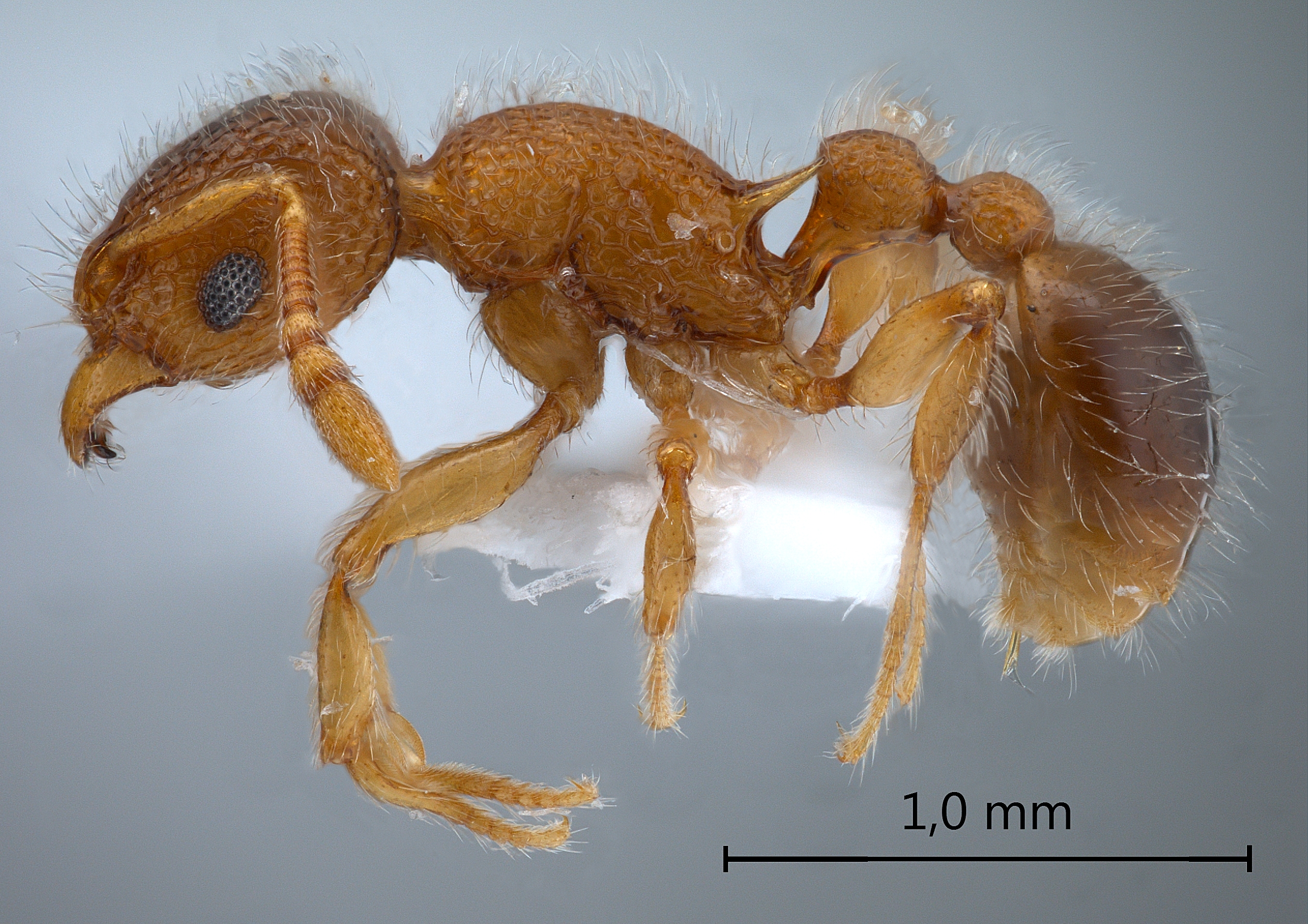 Foto Tetramorium lanuginosum Mayr,1870 lateral