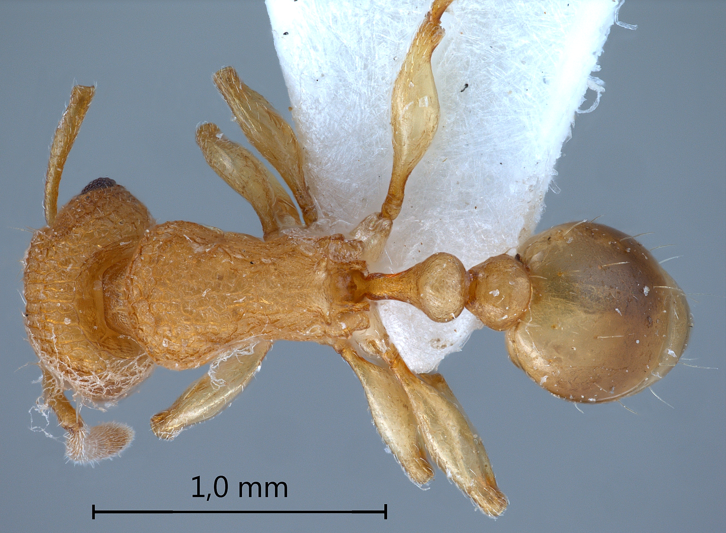 Foto Tetramorium laparum Bolton,1977 dorsal