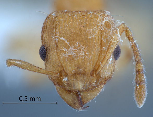 Tetramorium laparum Bolton,1977 frontal