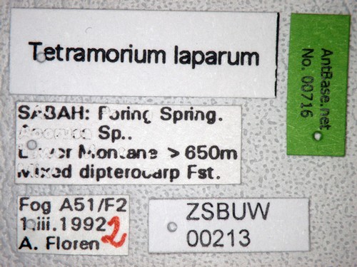 Tetramorium laparum Bolton,1977 Label