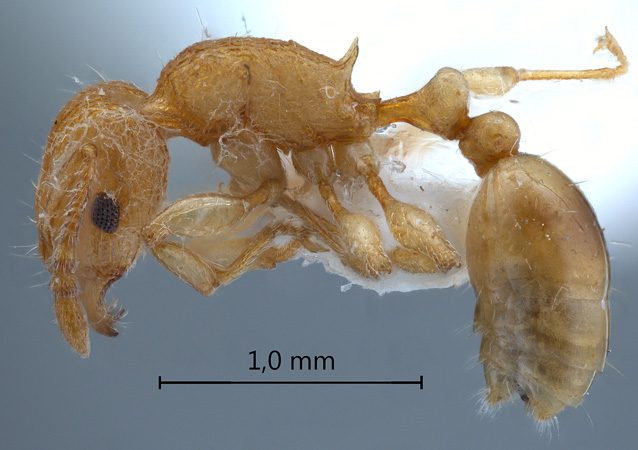 Tetramorium laparum Bolton,1977 lateral