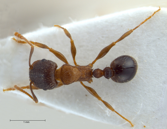 Tetramorium moravicum Kratochvil, 1941 dorsal