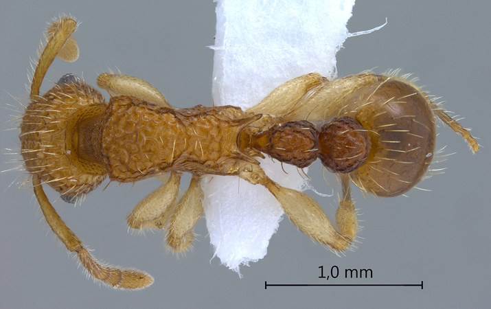 Tetramorium nipponense Wheeler, 1928 dorsal