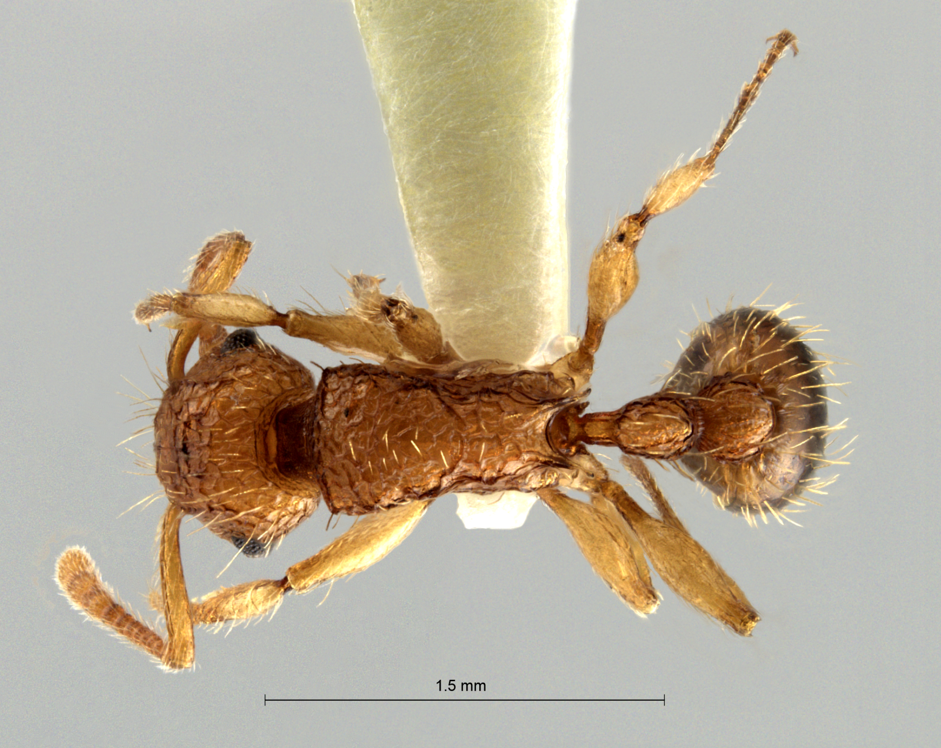 Foto Tetramorium nipponense Wheeler, 1928 dorsal