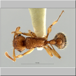 Tetramorium nipponense Wheeler, 1928 dorsal