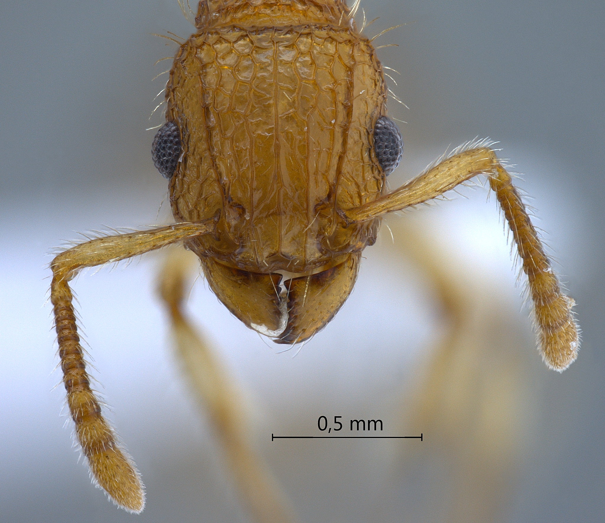 Foto Tetramorium nipponense Wheeler, 1928 frontal