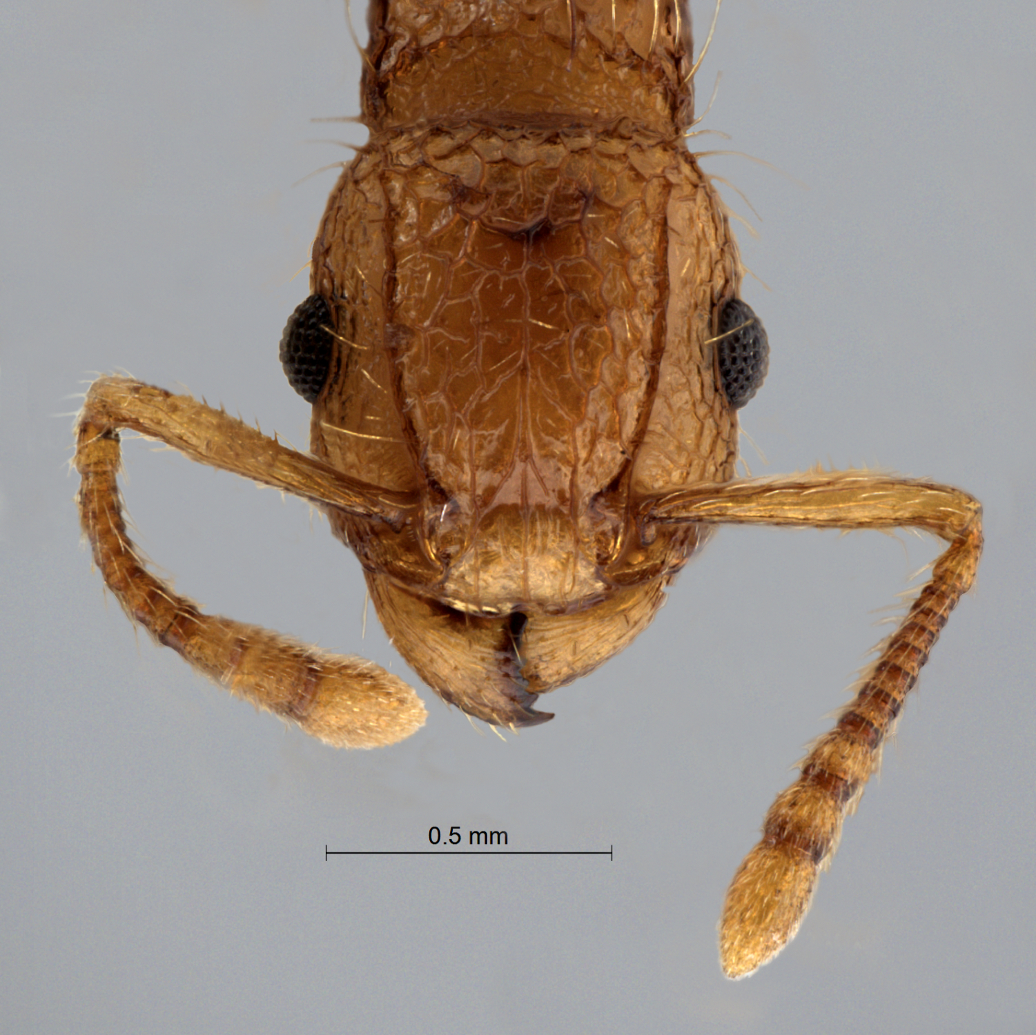 Foto Tetramorium nipponense Wheeler, 1928 frontal