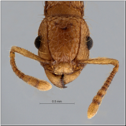 Tetramorium nipponense Wheeler, 1928 frontal