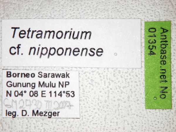 Foto Tetramorium nipponense Wheeler, 1928 Label
