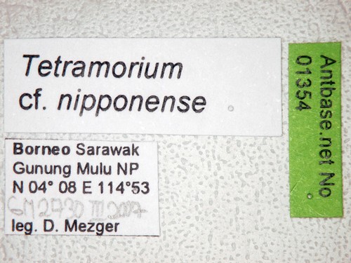 Tetramorium nipponense Wheeler, 1928 Label