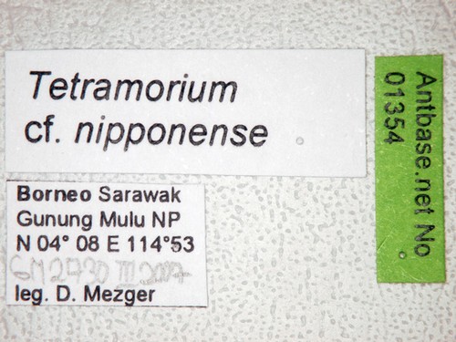 Tetramorium nipponense Wheeler, 1928 Label