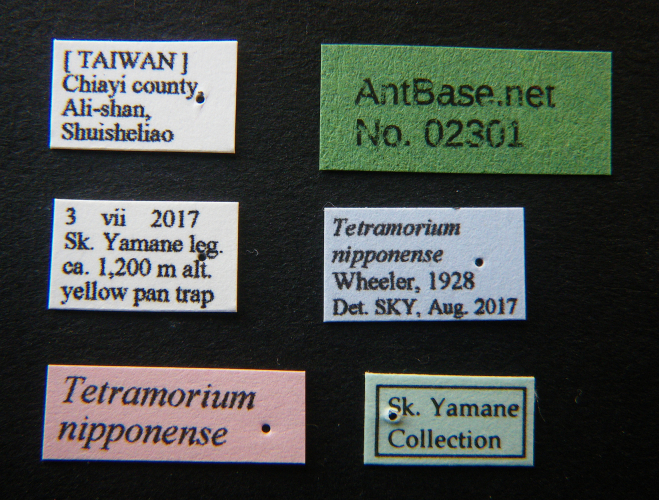 Foto Tetramorium nipponense Wheeler, 1928 Label