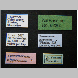 Tetramorium nipponense Wheeler, 1928 Label