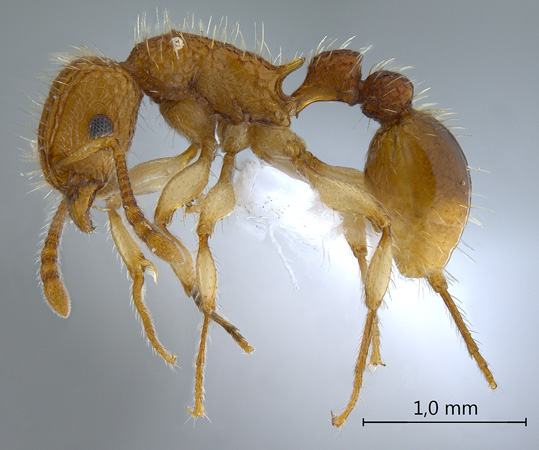 Tetramorium nipponense Wheeler, 1928 lateral