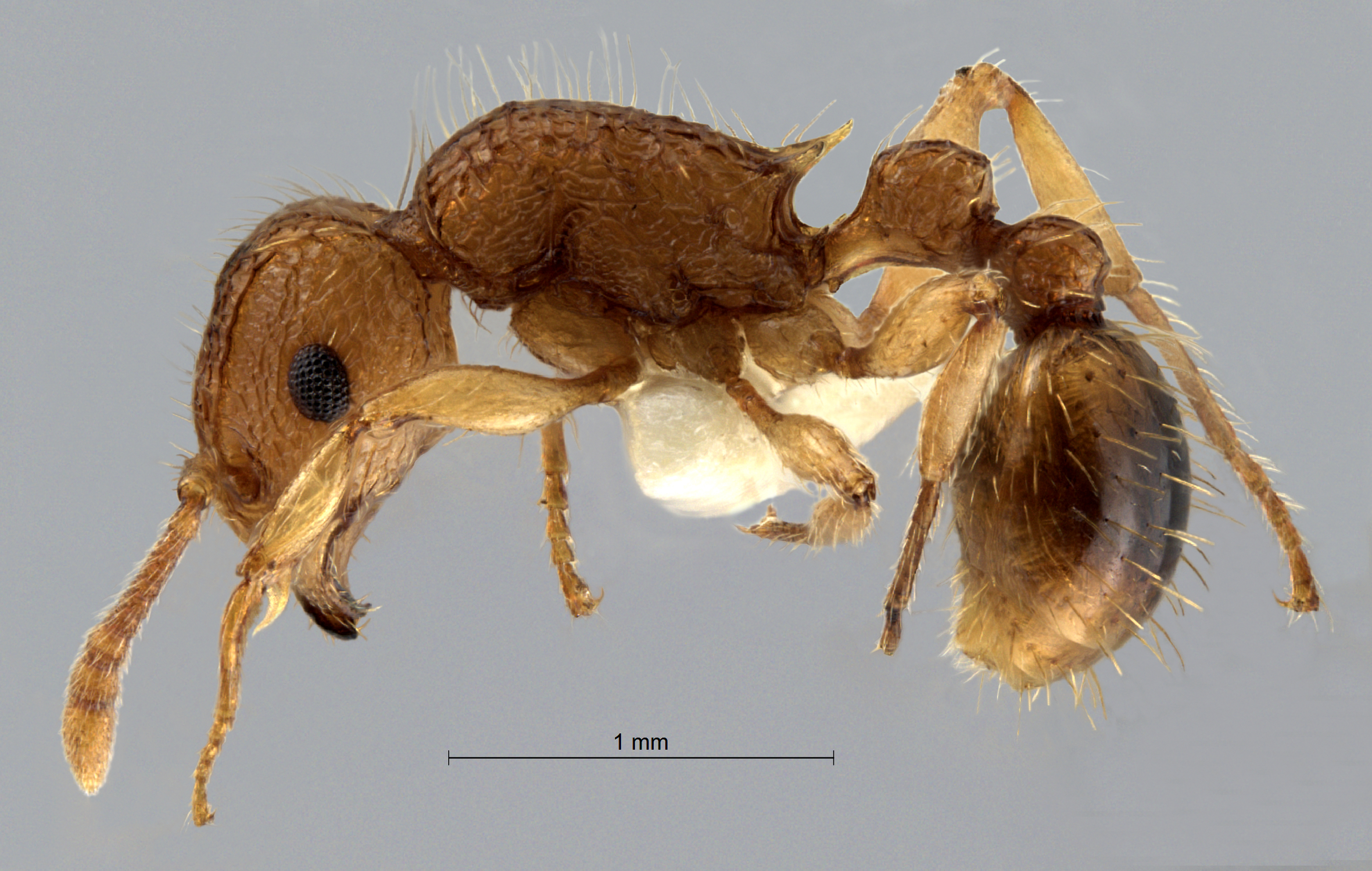 Foto Tetramorium nipponense Wheeler, 1928 lateral