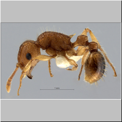 Tetramorium nipponense Wheeler, 1928 lateral