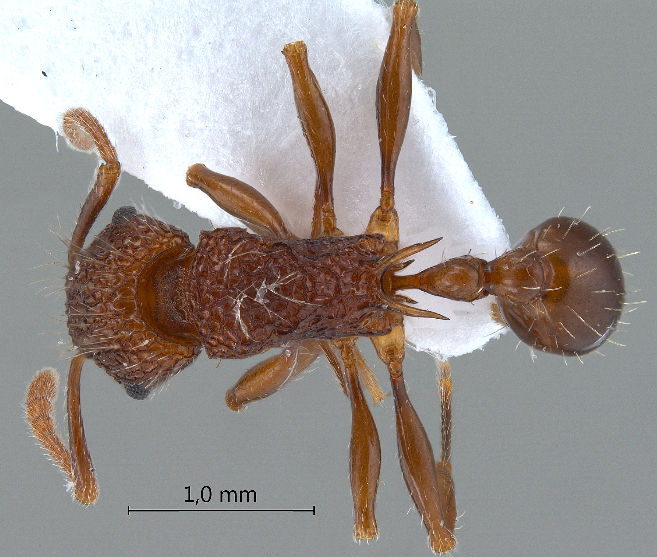 Foto Tetramorium noratum Bolton,1977 dorsal