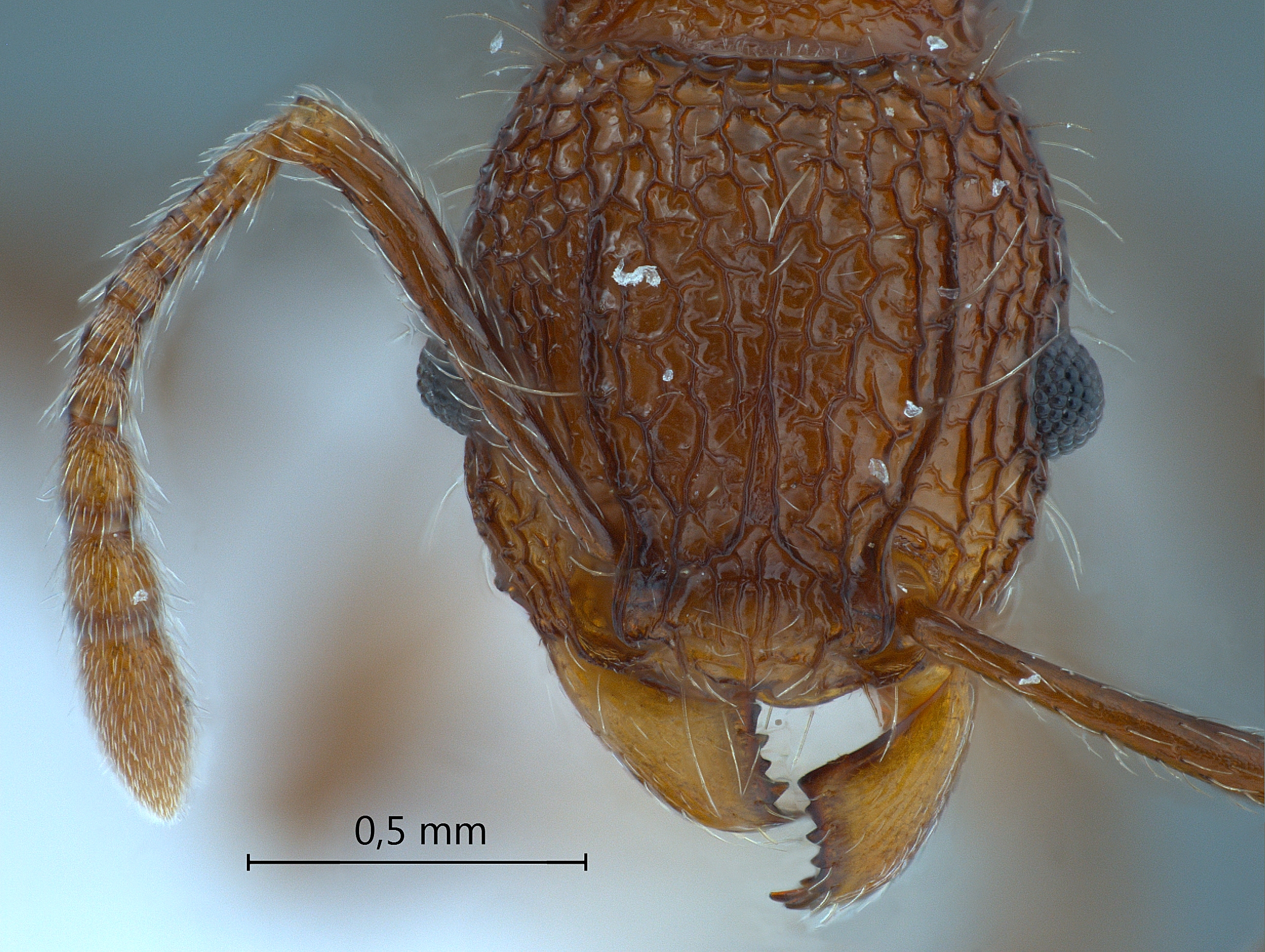 Foto Tetramorium noratum Bolton,1977 frontal