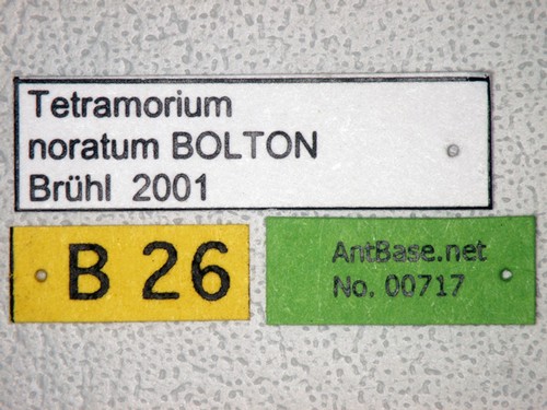 Tetramorium noratum Bolton,1977 Label
