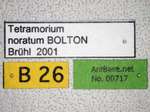 Tetramorium noratum Bolton,1977 Label
