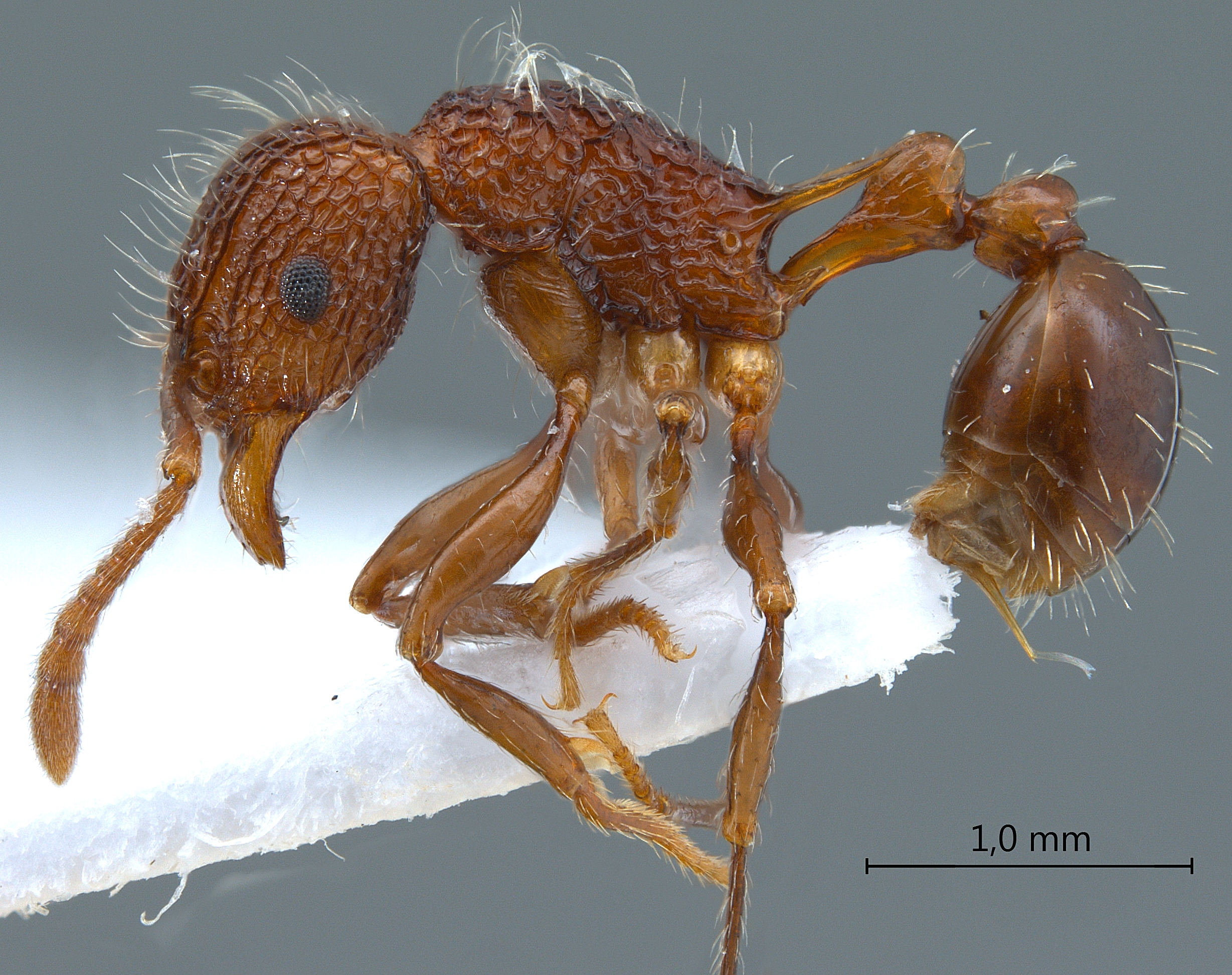 Foto Tetramorium noratum Bolton,1977 lateral