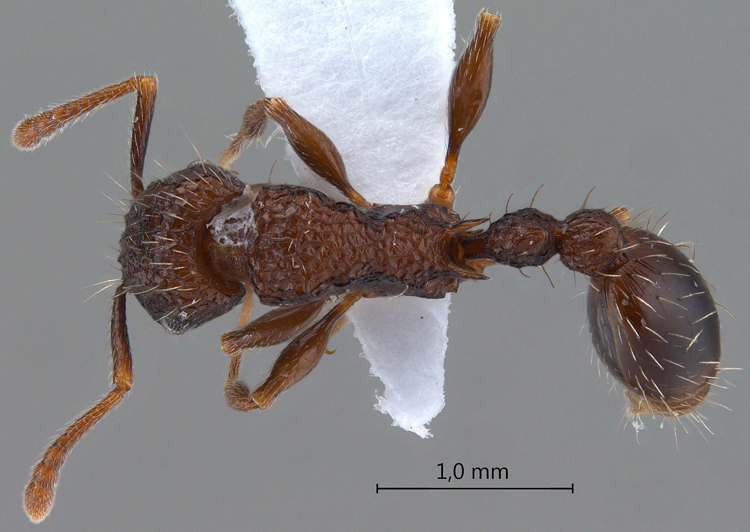 Foto Tetramorium pacificum Mayr,1870 dorsal