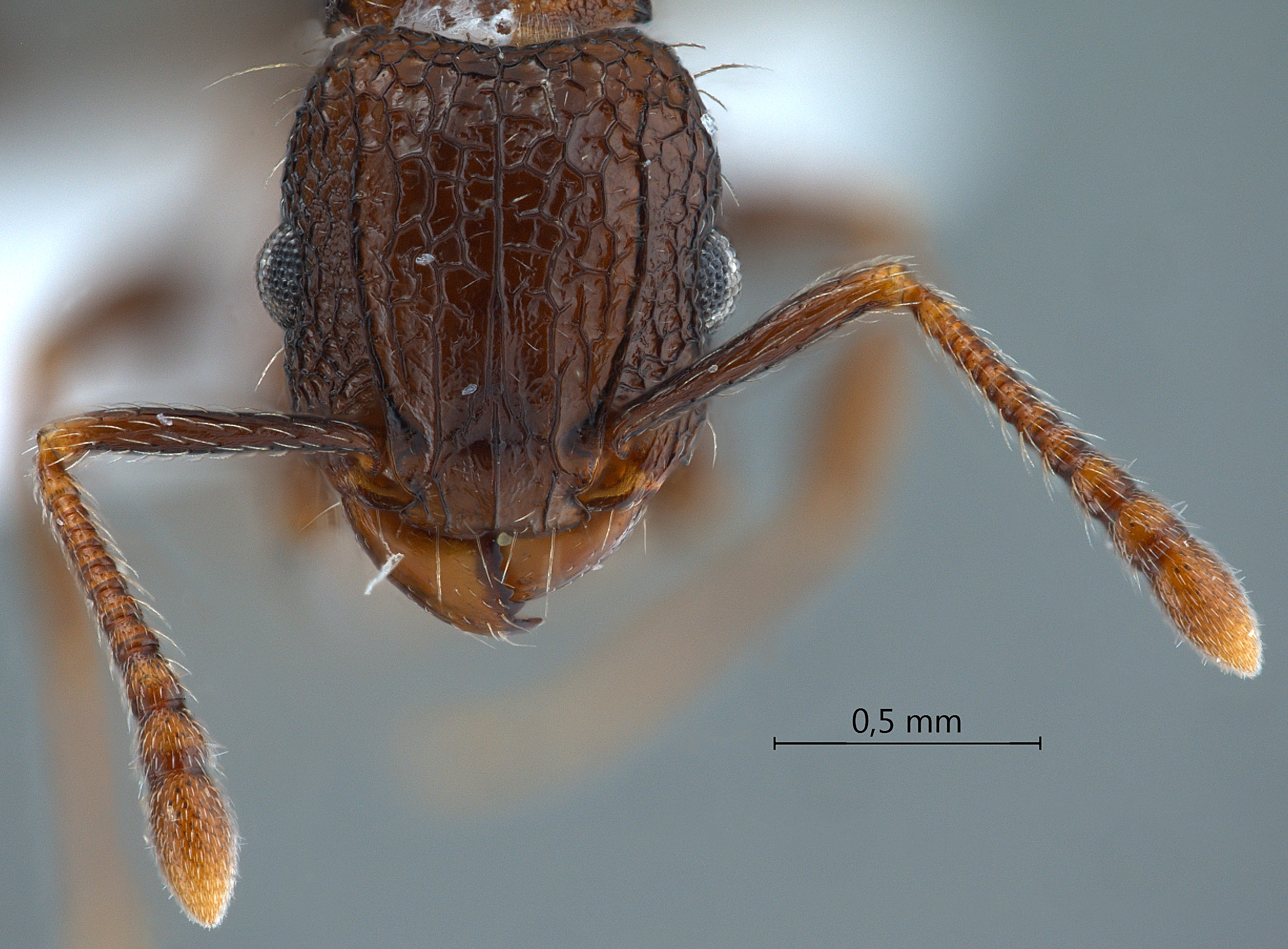 Foto Tetramorium pacificum Mayr,1870 frontal