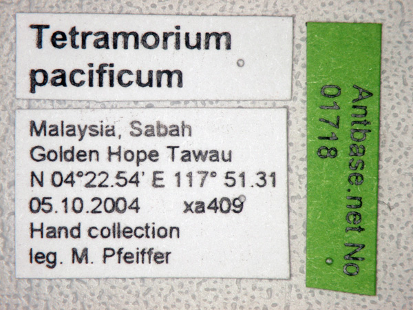 Foto Tetramorium pacificum Mayr,1870 Label