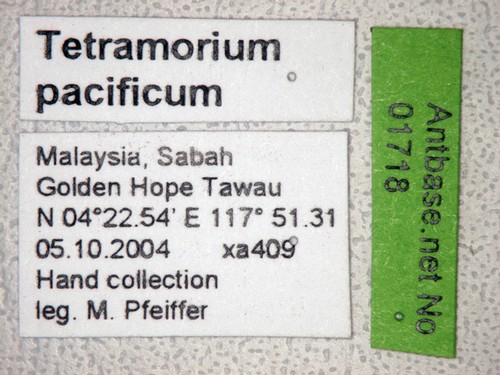 Tetramorium pacificum Mayr,1870 Label