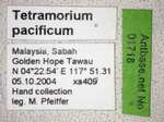 Tetramorium pacificum Mayr,1870 Label