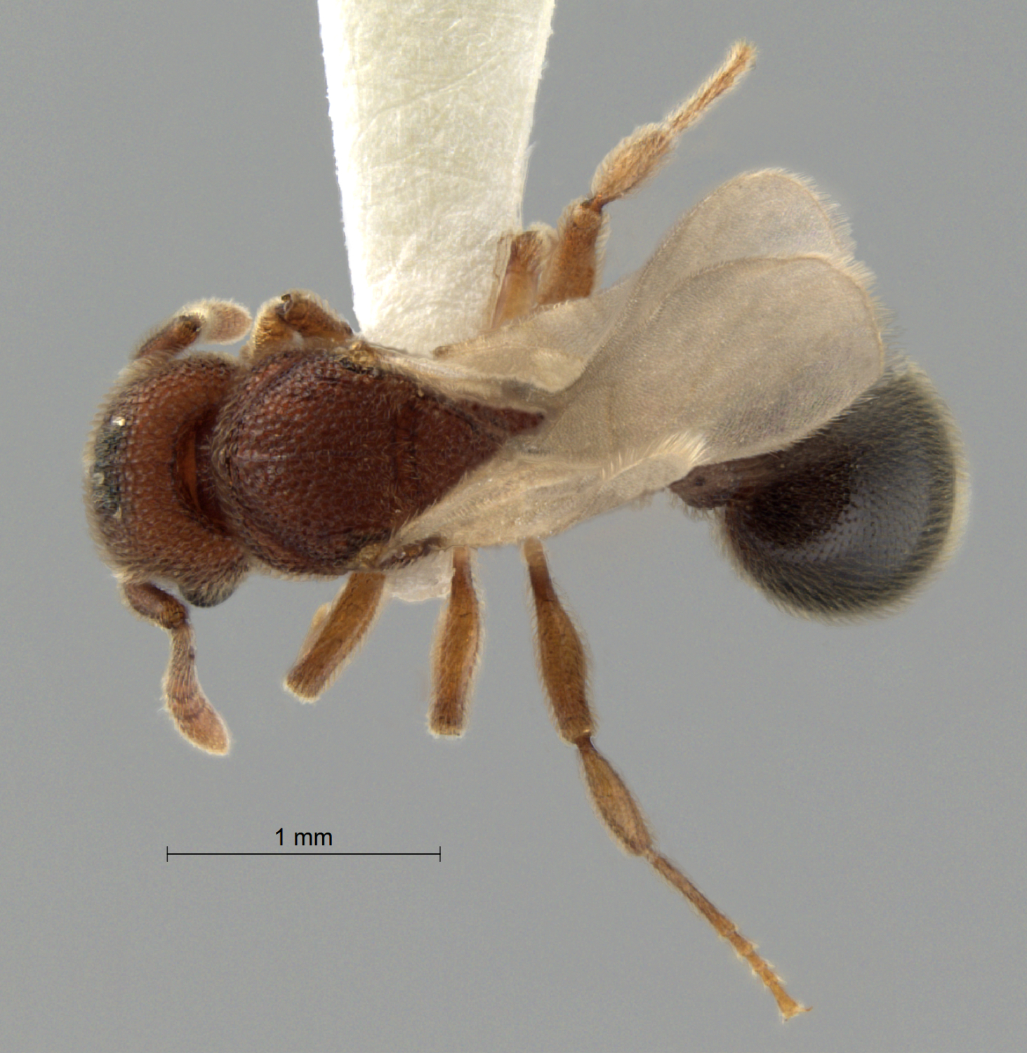 Foto Tetramorium parvispinum Forel, 1911 dorsal