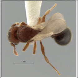 Tetramorium parvispinum Forel, 1911 dorsal