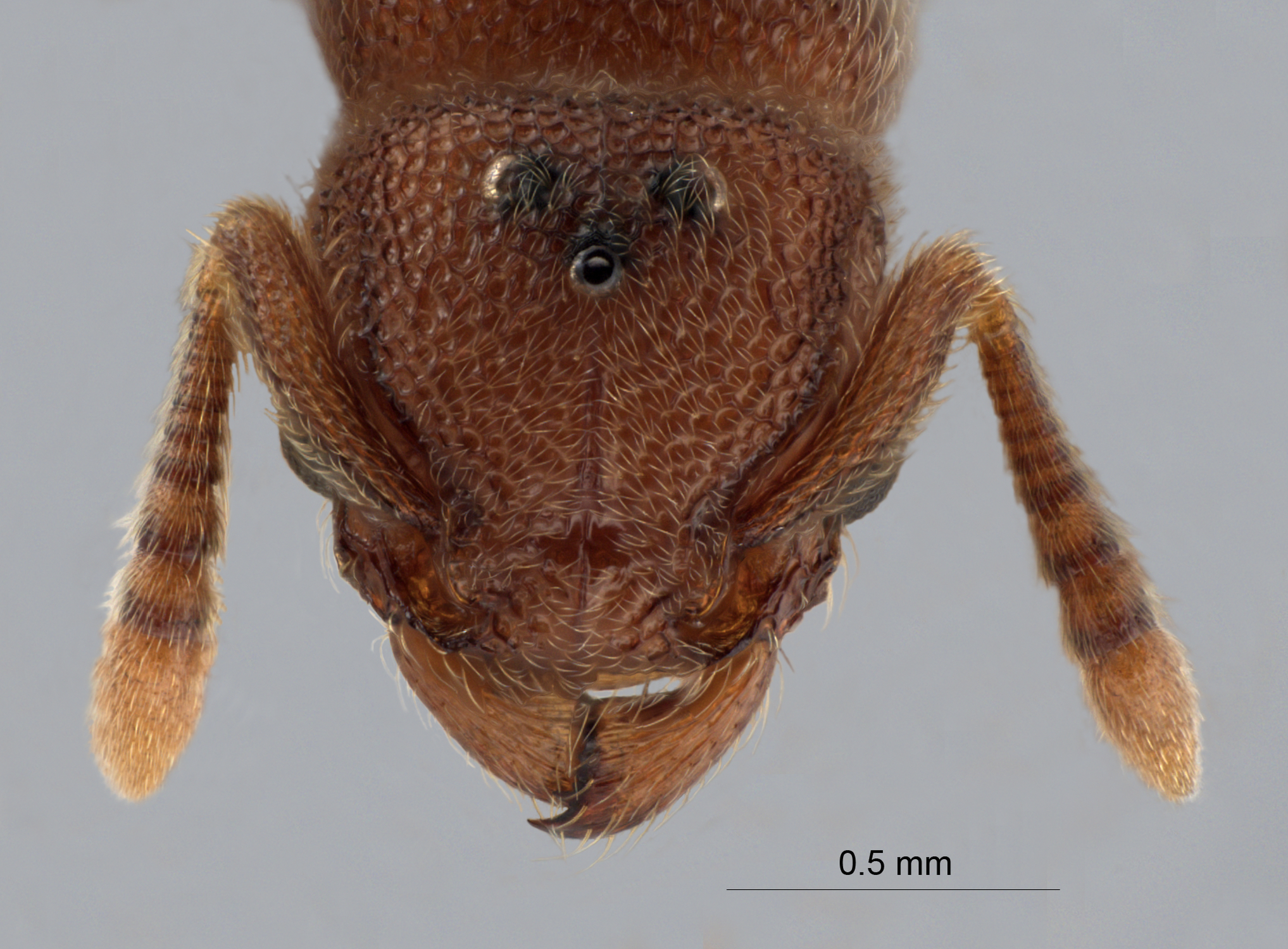 Foto Tetramorium parvispinum Forel, 1911 frontal