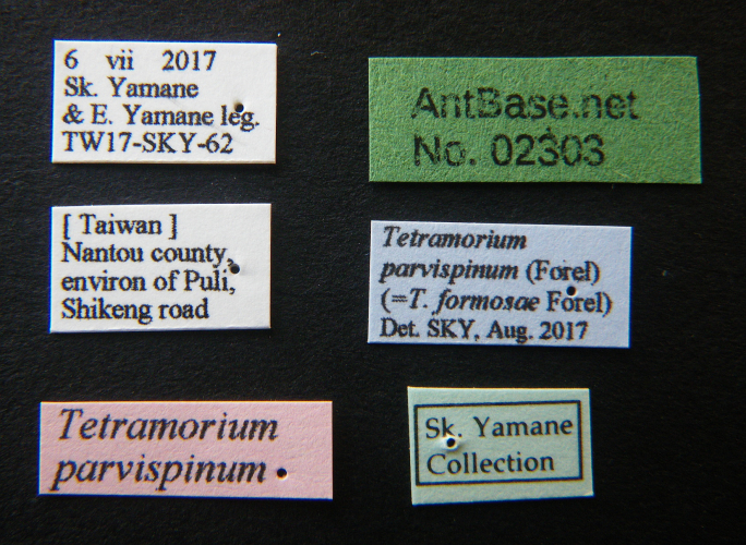 Foto Tetramorium parvispinum Forel, 1911 Label