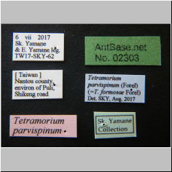 Tetramorium parvispinum Forel, 1911 Label