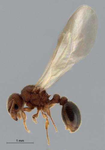 Tetramorium parvispinum Forel, 1911 lateral