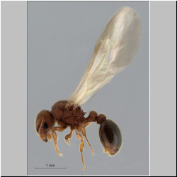 Tetramorium parvispinum Forel, 1911 lateral