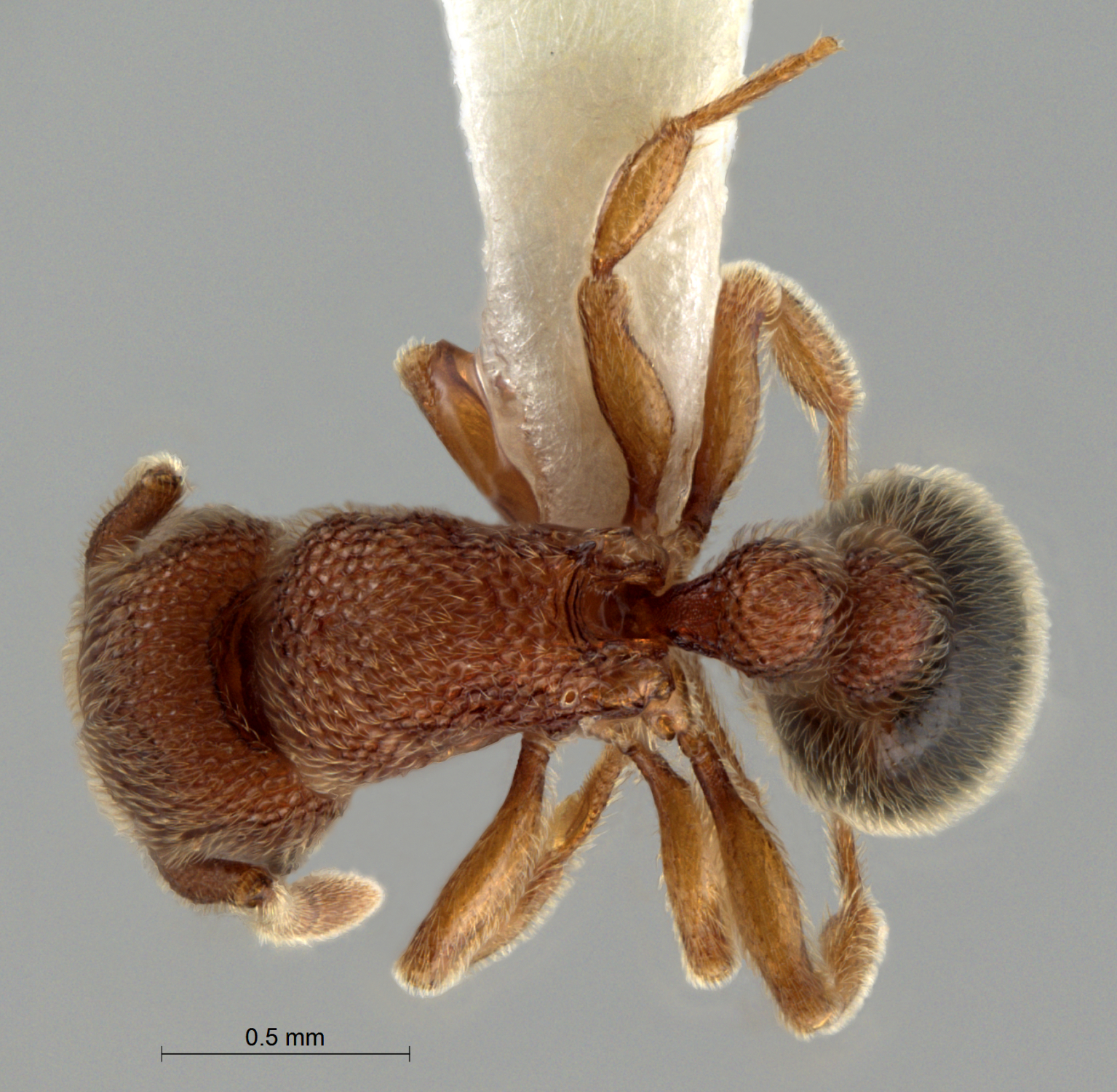 Foto Tetramorium parvispinum Forel, 1911 dorsal