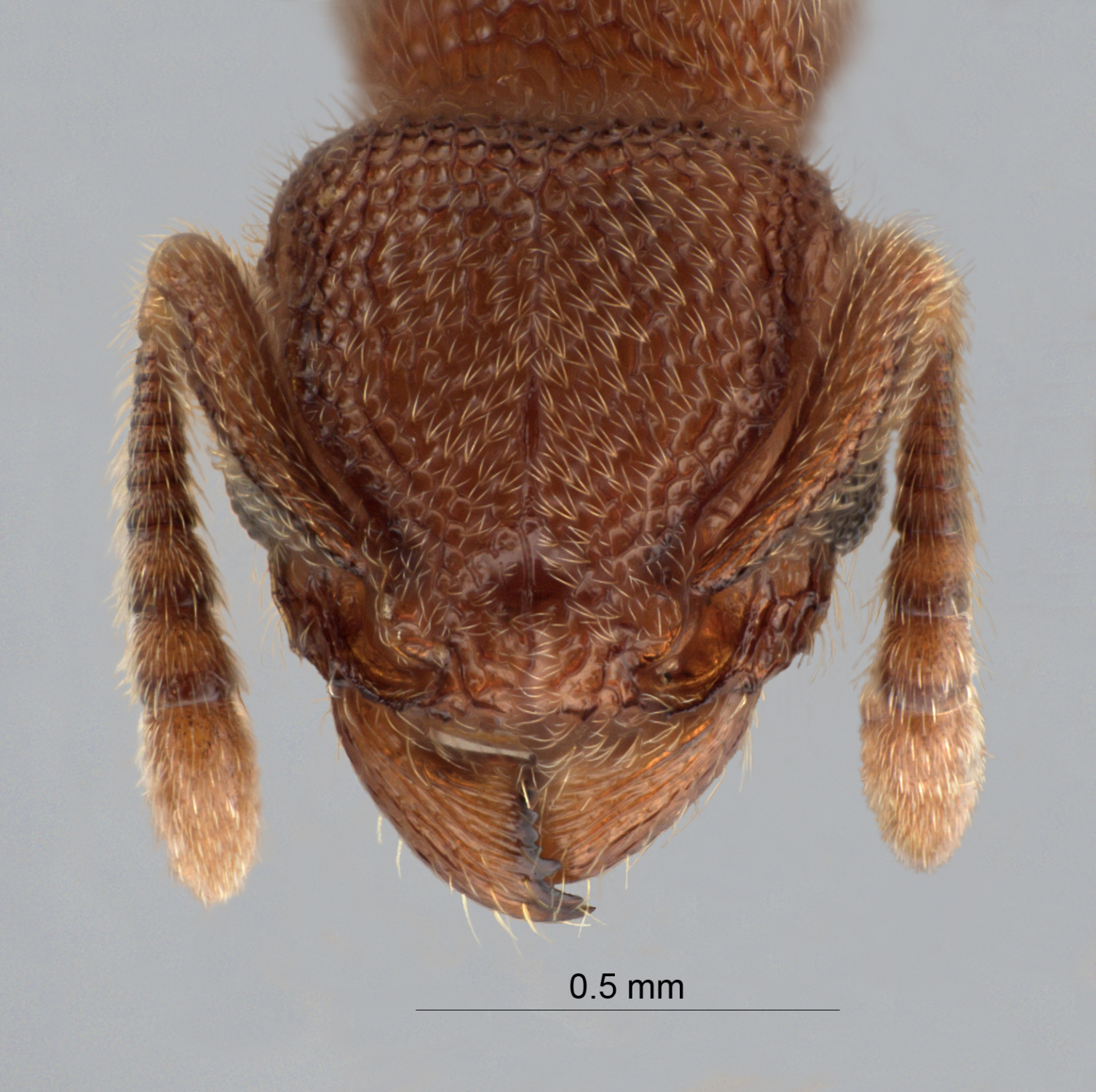 Foto Tetramorium parvispinum Forel, 1911 frontal