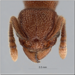 Tetramorium parvispinum Forel, 1911 frontal