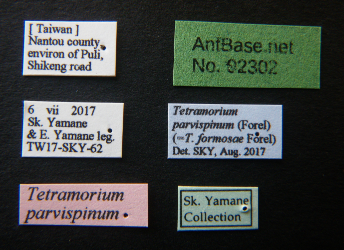 Foto Tetramorium parvispinum Forel, 1911 Label