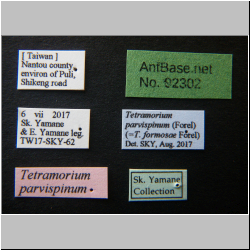 Tetramorium parvispinum Forel, 1911 Label