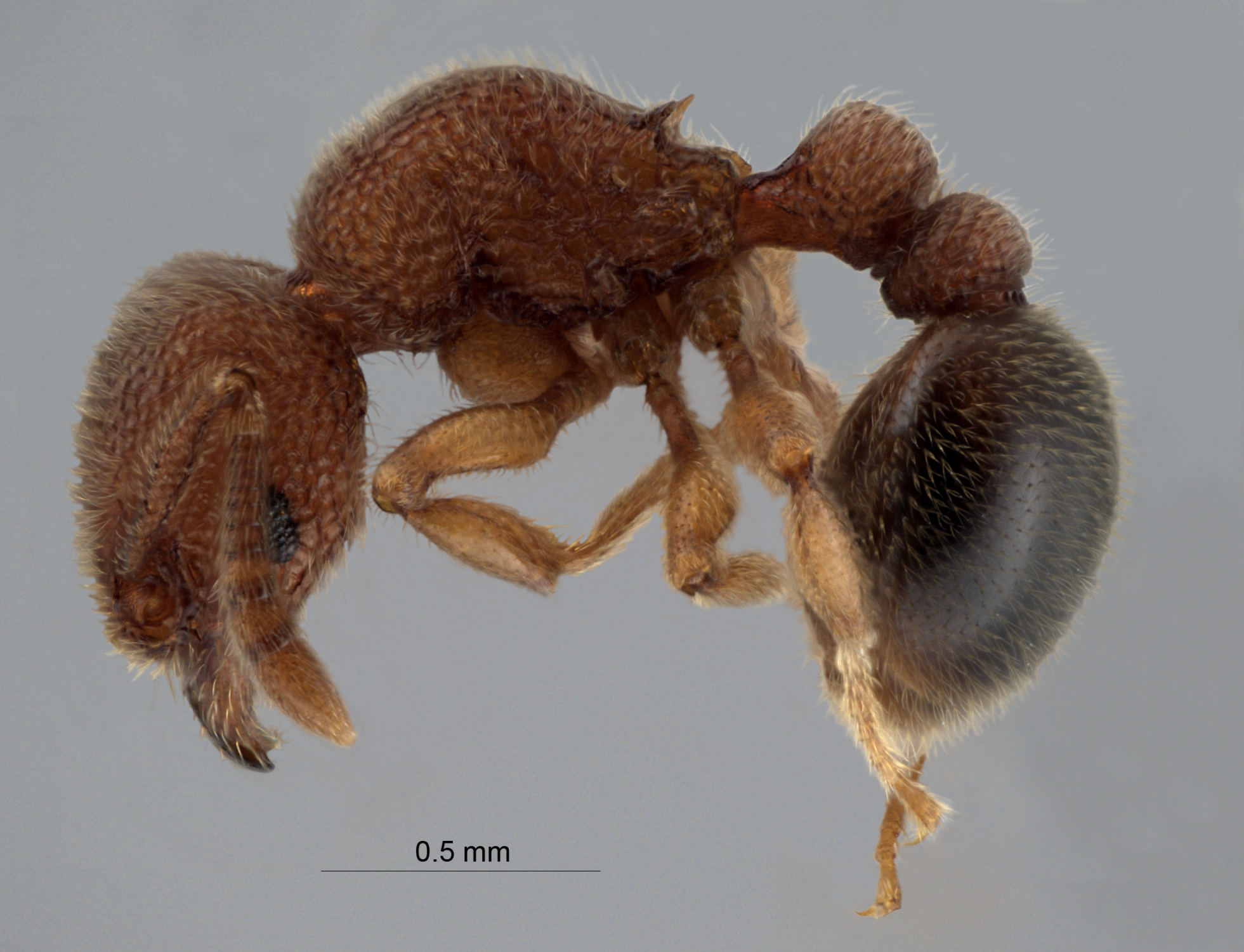 Foto Tetramorium parvispinum Forel, 1911 lateral