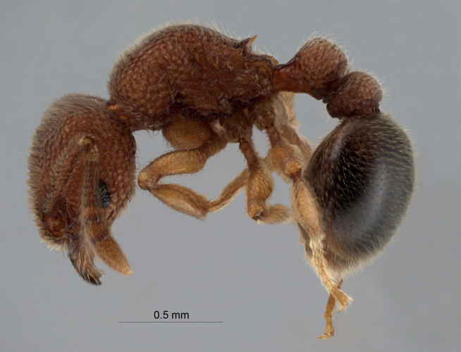 Tetramorium parvispinum Forel, 1911 lateral